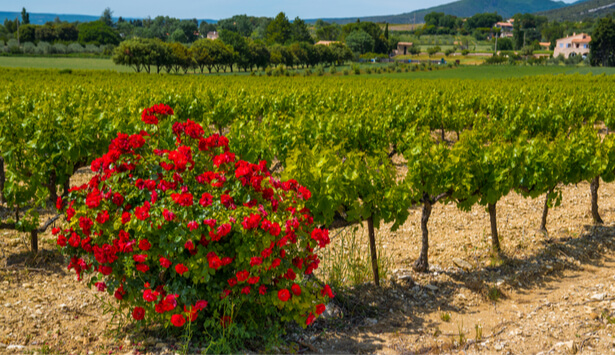 pesticides dans les vignes