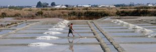 Le sel de Guérande va-t-il disparaître à cause de la pollution ?