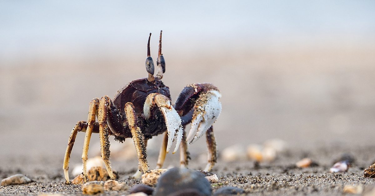 Acidification des océans : les crabes vont y laisser leur carapace