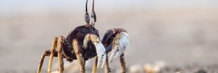 Acidification des océans : les crabes vont y laisser leur carapace