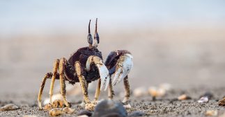 Acidification des océans : les crabes vont y laisser leur carapace Acidification des océans : les crabes vont y laisser leur carapace