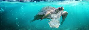 Encore une tortue secourue avec l'estomac plein de plastique Encore une tortue secourue avec l'estomac plein de plastique