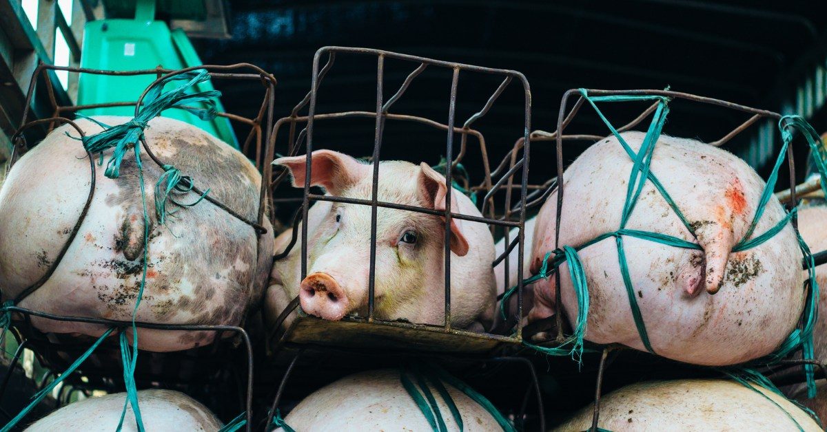 Le chiffre ahurissant des transports d’animaux dans le monde