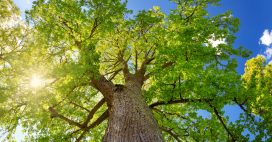 Aubier de tilleul : La détox douce mais puissante