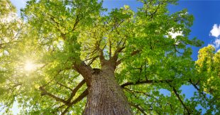 Aubier de tilleul : La détox douce mais puissante