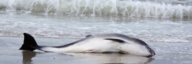 Jamais le nombre de dauphins échoués n’a été aussi élevé en France