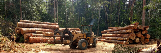 Votre banque est-elle complice de la déforestation ?