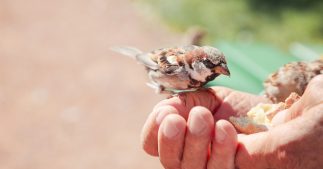 Donner du pain aux oiseaux sauvages, une pratique dangereuse pour leur santé Donner du pain aux oiseaux sauvages, une pratique dangereuse pour leur santé