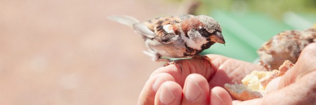 donner du pain aux oiseaux