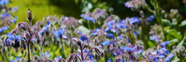 Semer les engrais verts après l’hiver