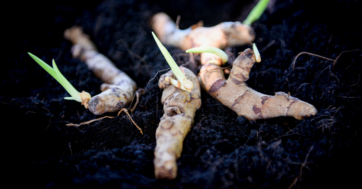 Comment faire pousser du gingembre chez soi ?