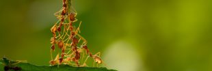 Si les humains vivaient comme des fourmis...