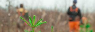 Comment bien gérer sa forêt privée et faire du bois pour l'hiver ?