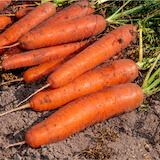 graines bio, carotte
