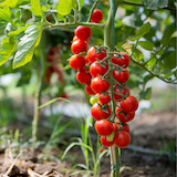 graines bio, tomate cerise