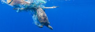 INdiGO - Des filets de pêche biodégradables contre la pollution plastique qui tue la faune