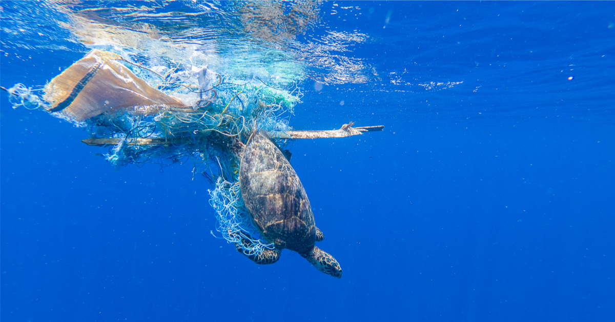 INdiGO - Des filets de pêche biodégradables contre la pollution plastique qui tue la faune