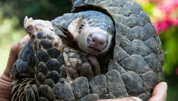 pangolin