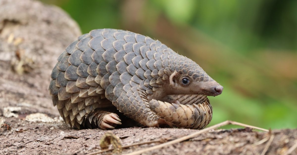 Le pangolin va-t-il disparaître ? Journée mondiale d’un animal le plus braconné au monde