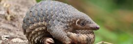 Le pangolin va-t-il disparaître ? Journée mondiale d'un animal le plus braconné au monde