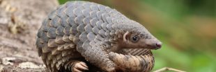 Le pangolin va-t-il disparaître ? Journée mondiale d'un animal le plus braconné au monde
