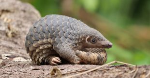 Le pangolin va-t-il disparaître ? Journée mondiale d'un animal le plus braconné au monde Le pangolin va-t-il disparaître ? Journée mondiale d'un animal le plus braconné au monde