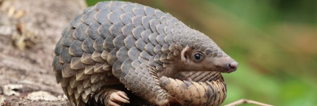 pangolin