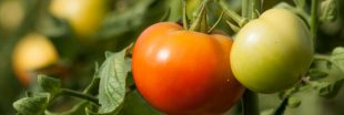 Un nouveau virus s'attaque aux tomates Un nouveau virus s'attaque aux tomates
