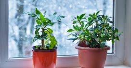 Prendre soin des plantes d’intérieur en février : les gestes à ne pas oublier