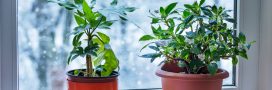 Prendre soin des plantes d'intérieur en février : les gestes à ne pas oublier