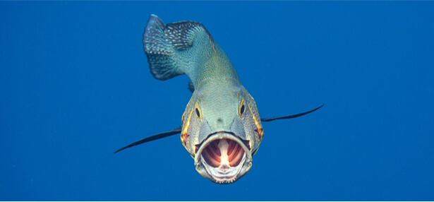 poissons dans espace Lunar Hatch