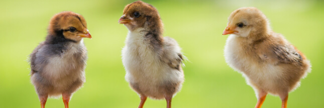 La fin du broyage des poussins pour Carrefour et Loué