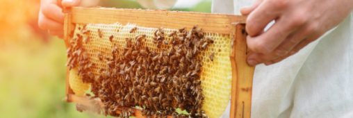 Produits de la ruche : lequel choisir et pour quel usage ?