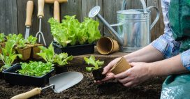 Jardiner en mars : jardin et potager au début du printemps