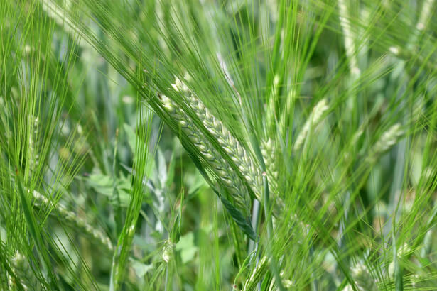 engrais vert automne