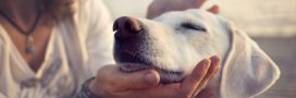 Vivre avec un animal de compagnie est bon pour la santé !