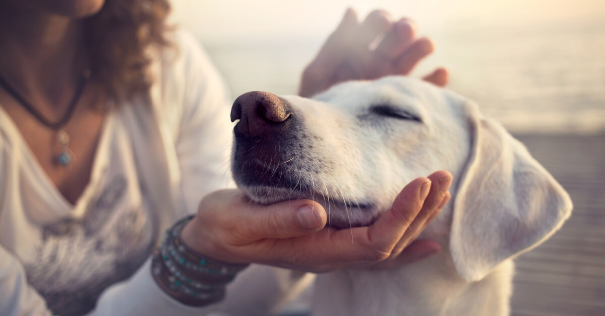 Vivre avec un animal de compagnie est bon pour la santé !