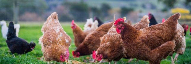 poulet label rouge volaille