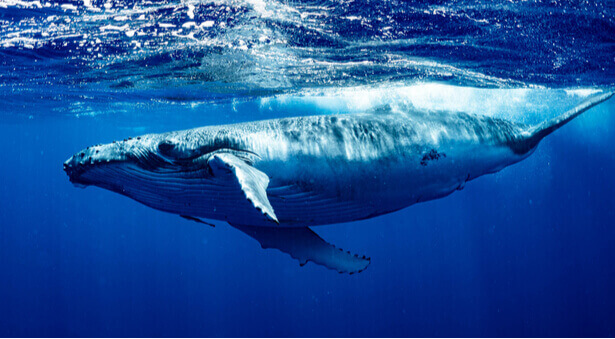 baleine