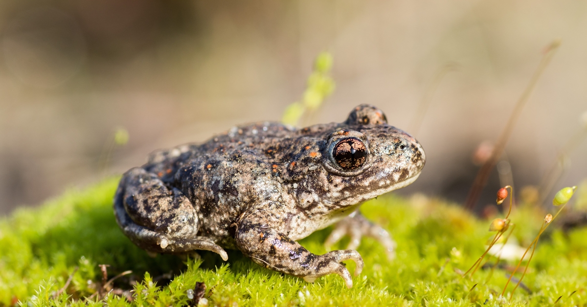 Comment agir concrètement pour aider les crapauds Comment agir concrètement pour aider les crapauds