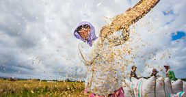 Le commerce équitable, bon pour les droits des femmes
