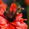 10 fleurs pour le jardin et leurs insectes compagnons