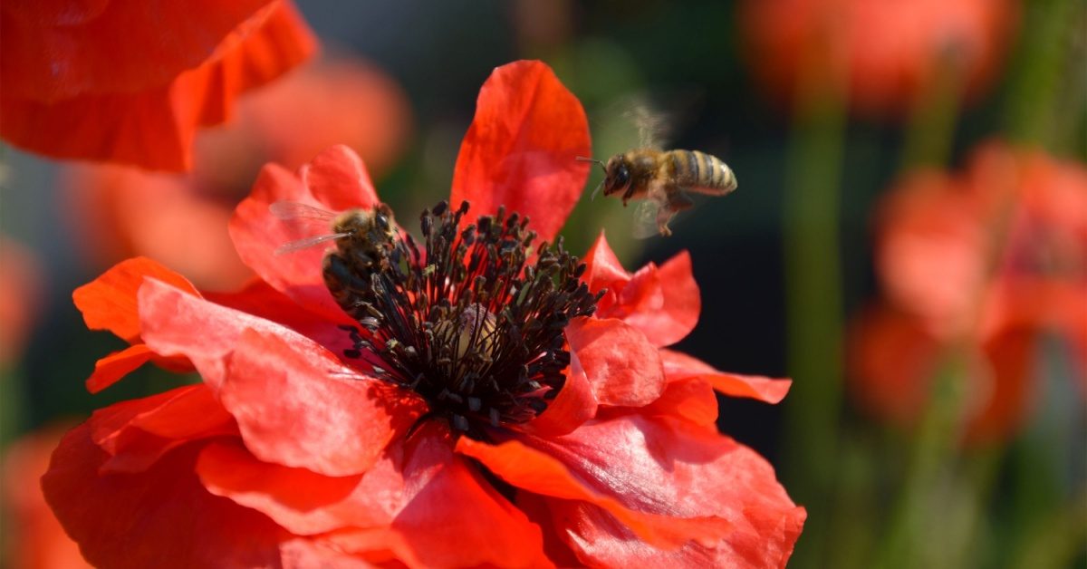 10 fleurs pour le jardin et leurs insectes compagnons