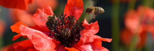 Coquelicot pollinisateur jardin