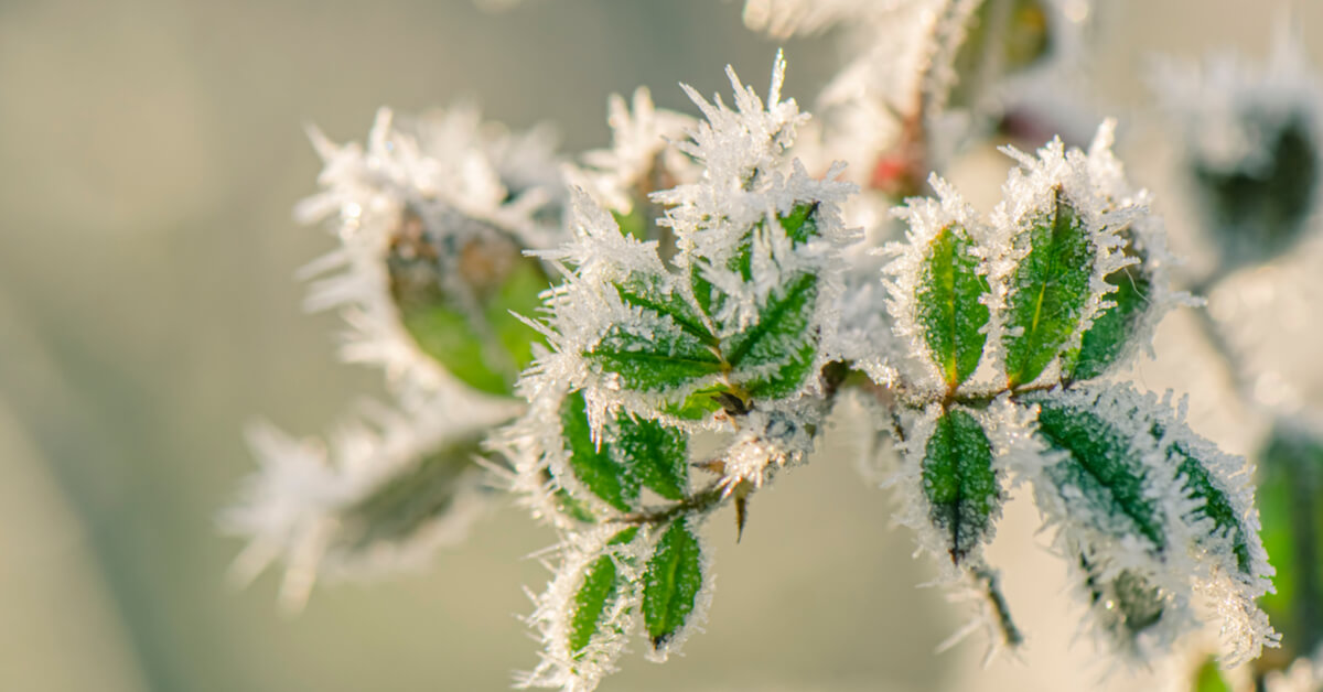 Arbres fruitiers en hiver