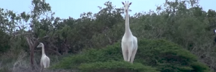 L'unique girafe blanche du Kenya et son petit viennent d'être abattus par des braconniers