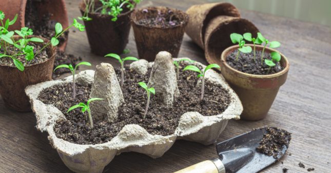 Block légumes semis graines nutritives du sol nursery Pot tourbe pellets