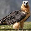 Connaissez-vous le Gypaète barbu : un vautour bien de chez nous et bien menacé ?