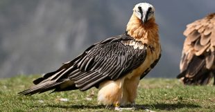 Connaissez-vous le Gypaète barbu : un vautour bien de chez nous et bien menacé ?