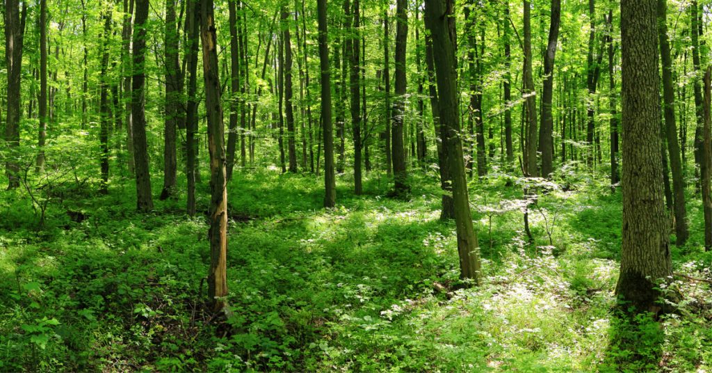 La litière forestière fermentée, un outil agroécologique pour la régénération des sols